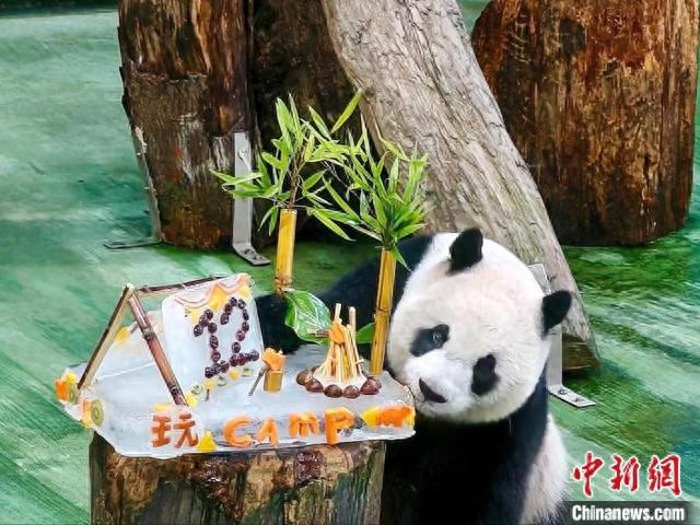 7月6日是大熊猫“圆仔”12岁生日,台北市立动物园特别为其庆祝并准备“冰蛋糕”。中新社记者 张晓曦 摄