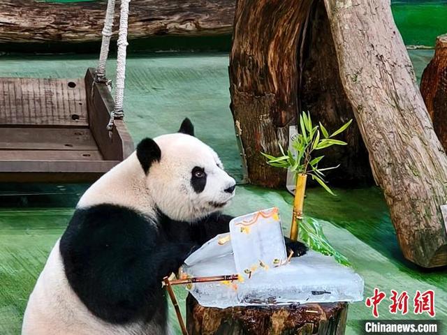 7月6日是大熊猫“圆仔”12岁生日,台北市立动物园特别为其庆祝并准备“冰蛋糕”。中新社记者 张晓曦 摄
