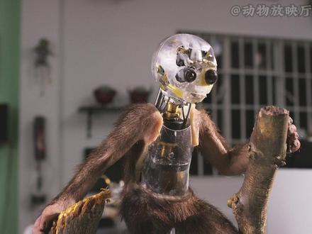 美洲豹鳄鱼卡皮巴拉动物间谍摄影机拍野生动物日常