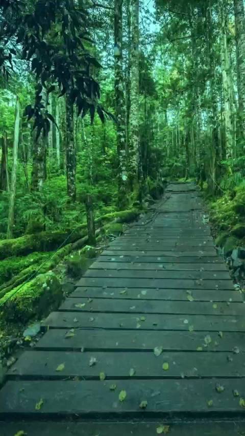 家人们！夏季蛇虫活跃被蛇咬这6步能救命 ！