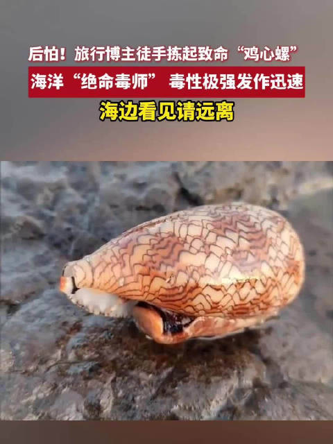 后怕！旅行博主徒手拣起致命“鸡心螺”