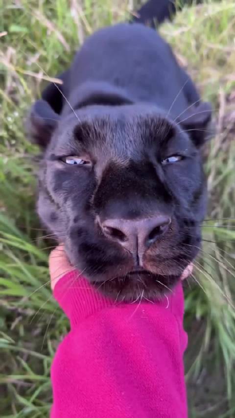 小黑豹：妈咪说我是猪