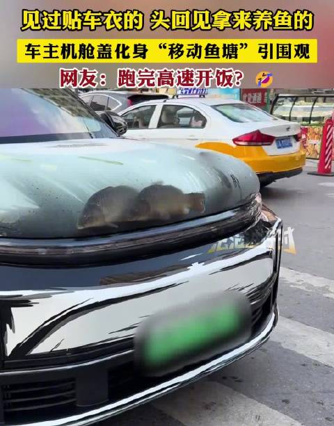车主改装机舱盖养鱼引围观，网友调侃跑完高速开饭