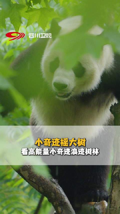 功夫熊猫小奇迹在四川玩嗨了