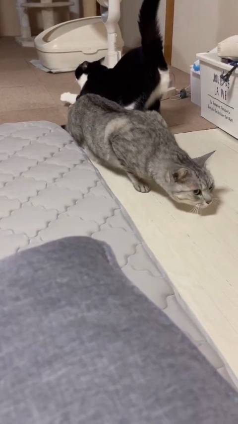 我家猫超级怕打雷，雷声一响立马缩成底盘超低的跑车 X:しじみとん