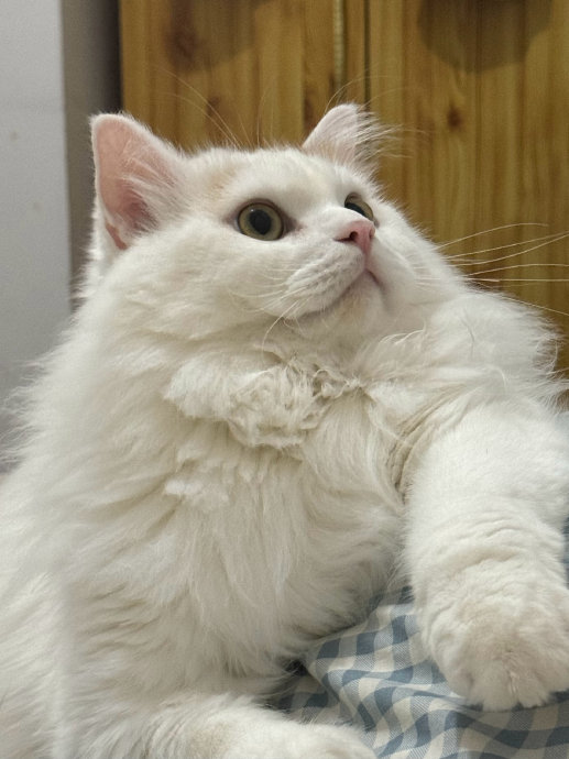 今天的冬冬小公主依旧可爱美丽