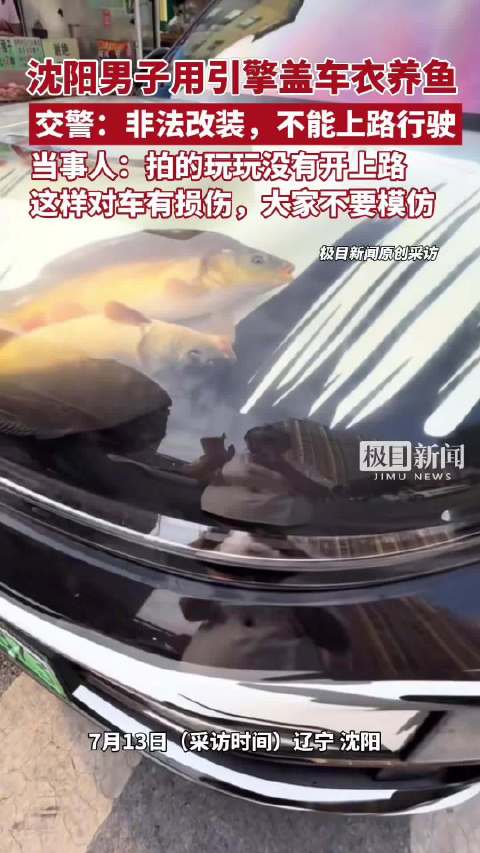 车主在引擎盖上贴车衣养鱼