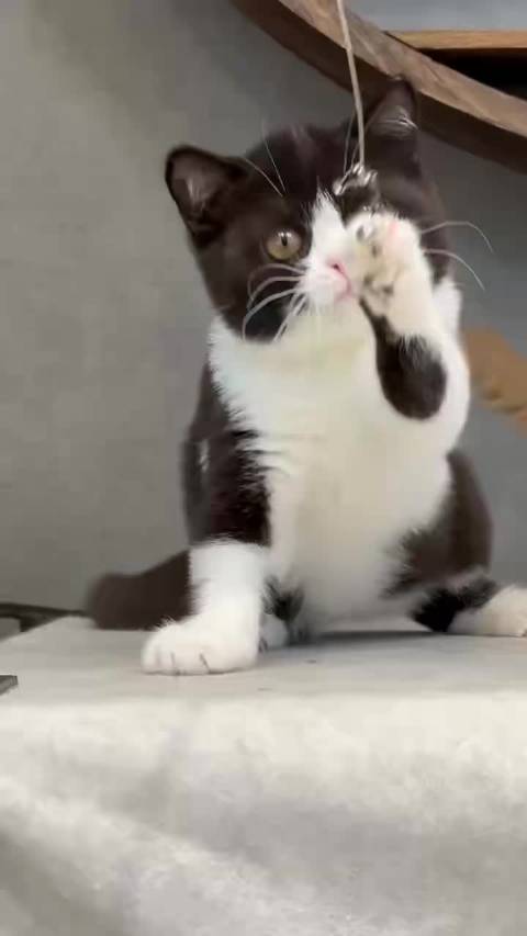 功夫熊猫哈哈哈哈 朋友圈的视频被我抢来发