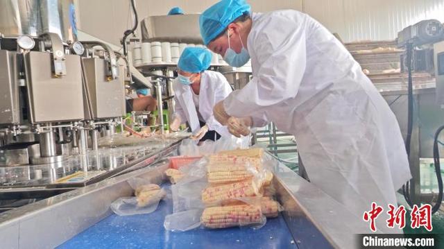 图为德江县鲜食玉米加工厂里的工人在加工鲜食玉米。罗欢 摄