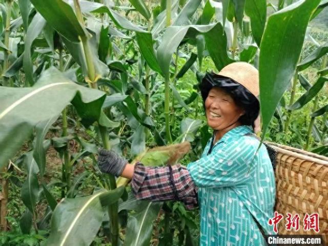图为德江县合兴镇的玉米地里,村民在采收鲜食玉米。(德江县融媒体中心供图)