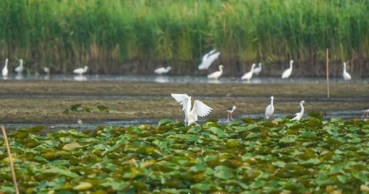 从“稀客”频现到“常客”安居-——蚌埠“鸟叔”镜头里的生态密码