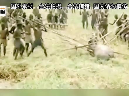 马赛人组队狩猎，现场太残暴了