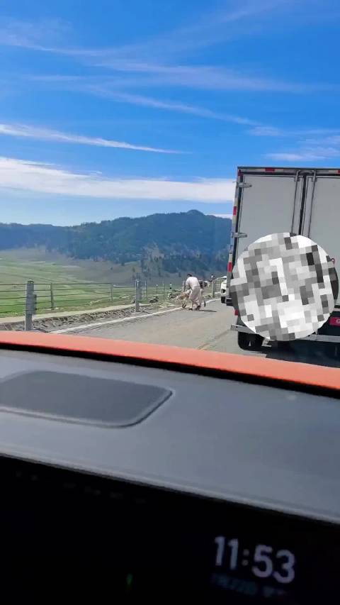 在路上堵你的可能不是车，有可能是牛