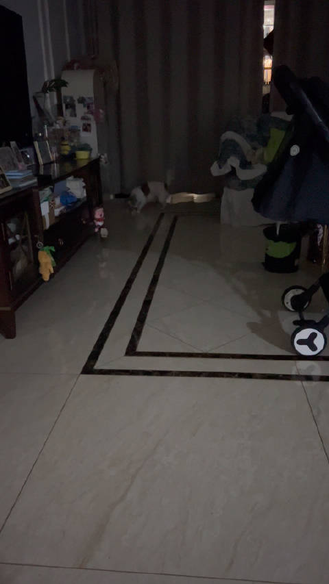 主人夜陪爱犬冬冬弥补亏欠