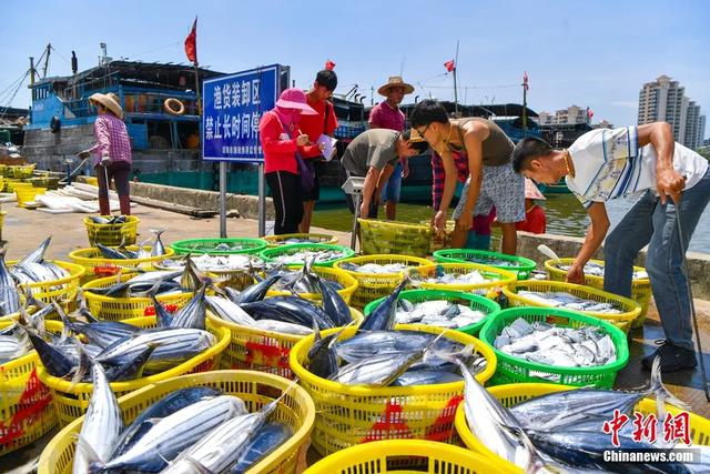 在琼海潭门中心渔港,渔民们正忙碌交易刚捕捞上岸的渔获。骆云飞 摄