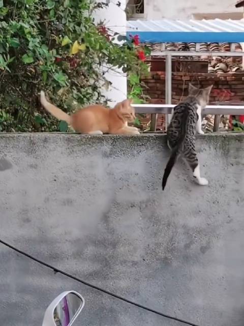 刚刚看完007詹姆斯邦德的猫