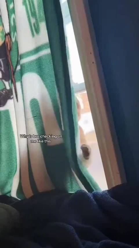 猫咪版碟中谍！