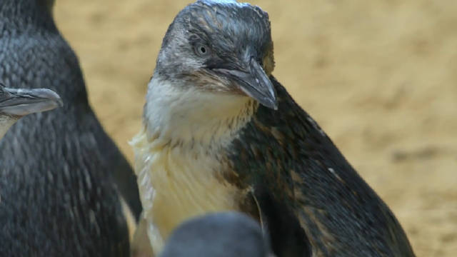 天敌众多 Numerous Natural Enemies 纪录片品鉴团