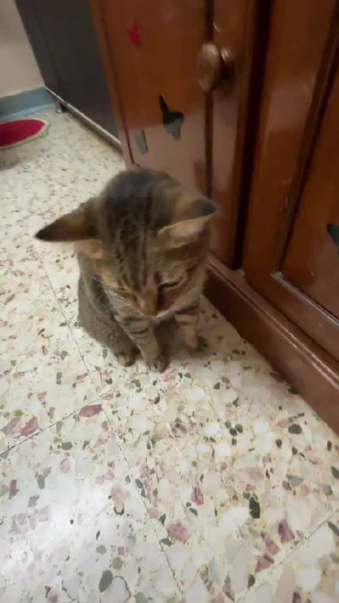 你点名要看的哥斯拉来了