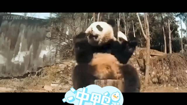 广州大熊猫三胞胎避暑用黑科技展示功夫招式