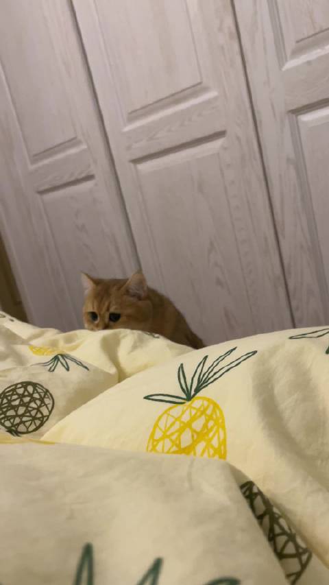 豆宝没变邪恶黑卡车之前都挺软萌的 （还是3年前的库存）