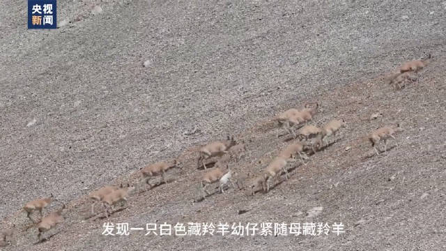 新疆出现罕见白色藏羚羊