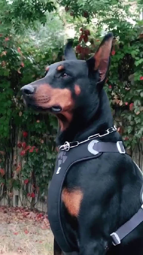 狗界蝙蝠侠，这狗子也太帅了吧！