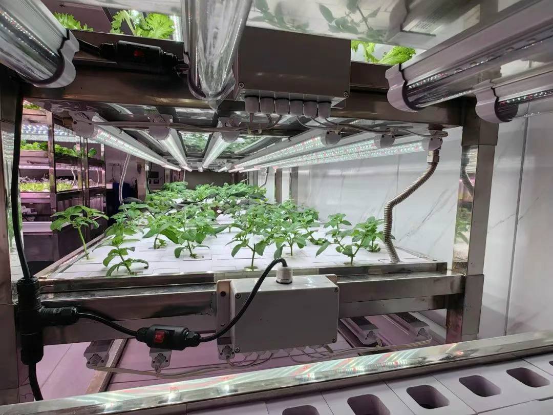 「空中苗圃」微型植物工廠。受訪者供圖