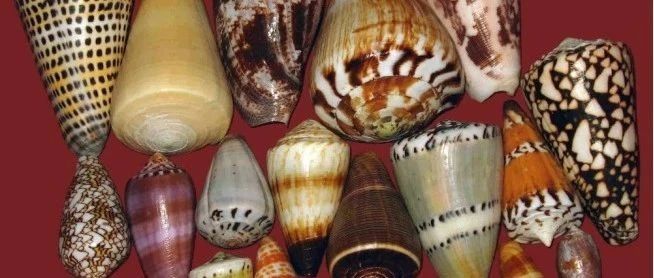 有剧毒！带孩子去海边，一定要远离这种海螺！