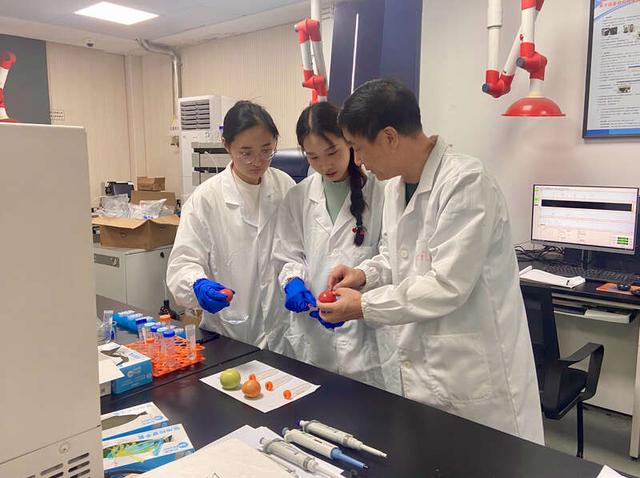 宁波大学实验室检测番茄样本。尹慧/摄