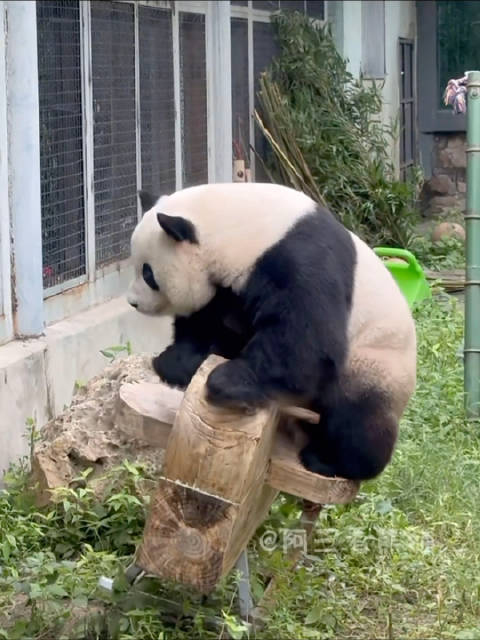 2025.8.4木马被玩倒了么么儿的米奇大朵朵也跟着倒了