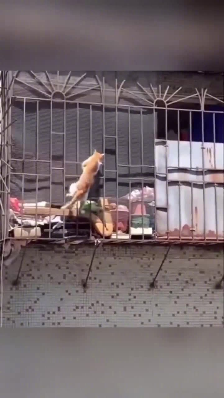 每一只猫猫都是天生的碟中谍