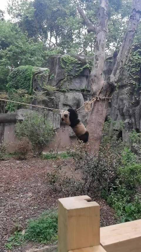 幼年熊猫展示惊人力量耐力，功夫熊猫名不虚传