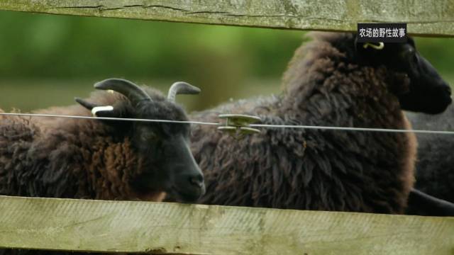 青少年探险团伙 The Adventurous Juveniles 纪录片品鉴团