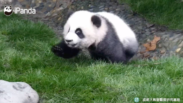 熊猫宝宝早期驯服四肢影像