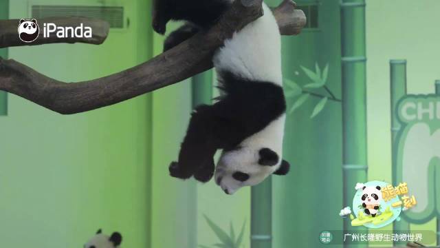 一天天的花活不断！大熊猫妹珠倒挂金钩啃苹果