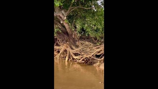 捷豹的准确率是100%