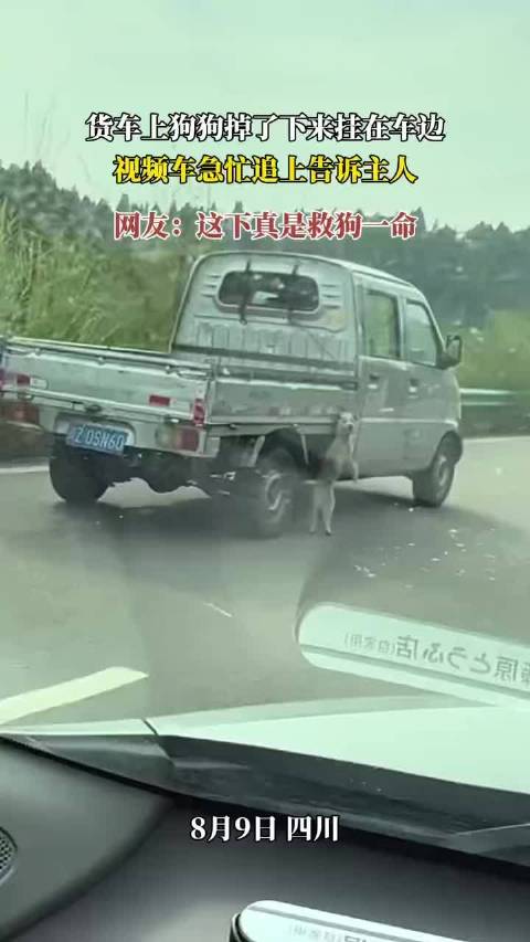 货车行驶中狗狗悬吊车外，路人驱车追赶救下