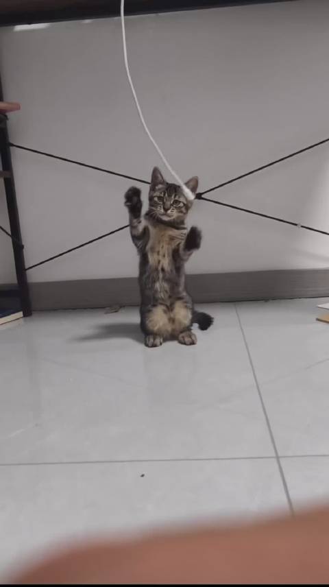 2945只狸 小狸长大了 长出了强壮的底盘稳定的核心