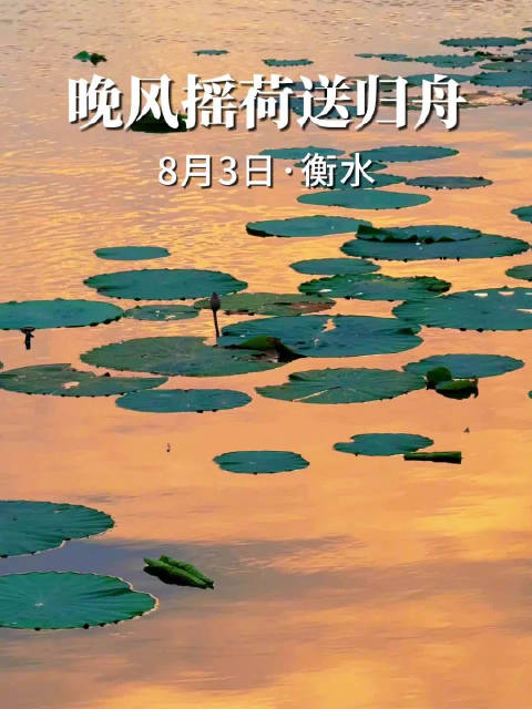 15秒看河北丨晚风摇荷送归舟新浪新闻 