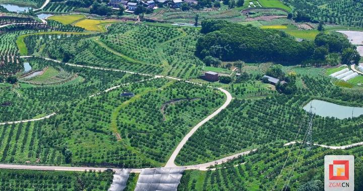 自贡柑橘品种“上新”