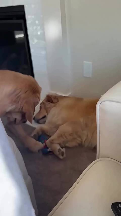 在金毛的世界里，随时都在上演碟中谍