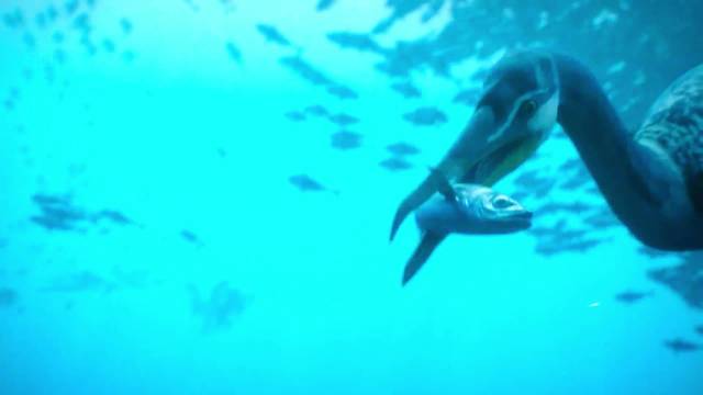 白垩纪死亡狩猎：当黄昏鸟锁定鱼群，黑暗中的剑影已破水而来！