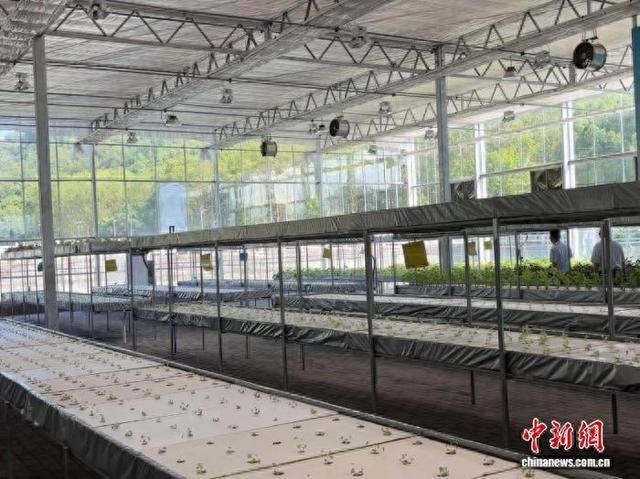 图为重庆市渝东南农科院的水培栽培系统。纪嘉欣 摄