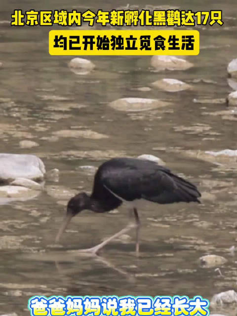 北京今年新孵化的黑鹳达17只！均已开始独立觅食生活