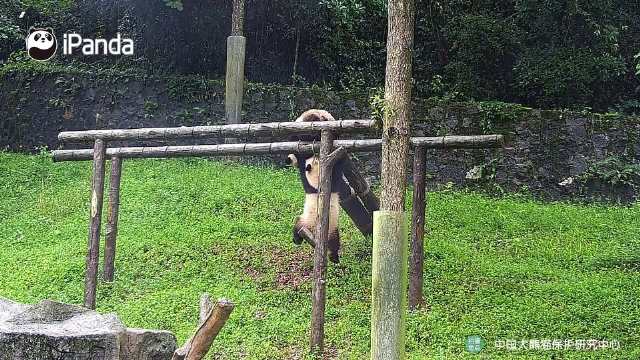 偷拍到了功夫熊猫练习臂力的样子