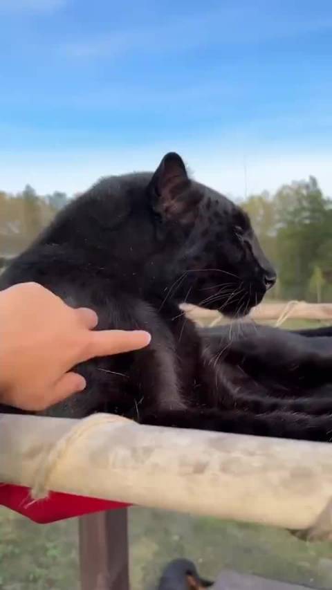 黑豹烦躁扭头吓唬主人，实为无聊情绪表达