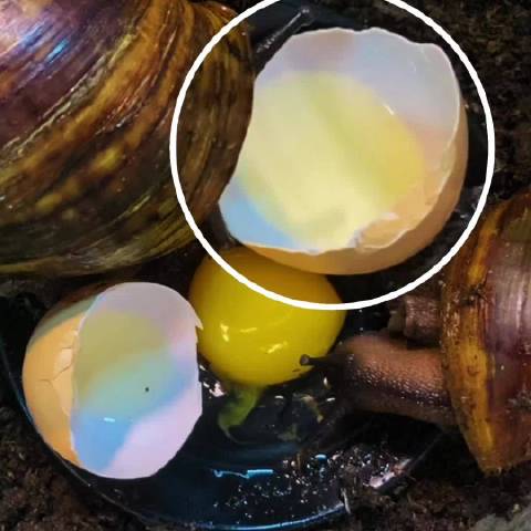 蜗牛牙齿碾压狮虎巨齿鲨，研磨吸食能力惊人