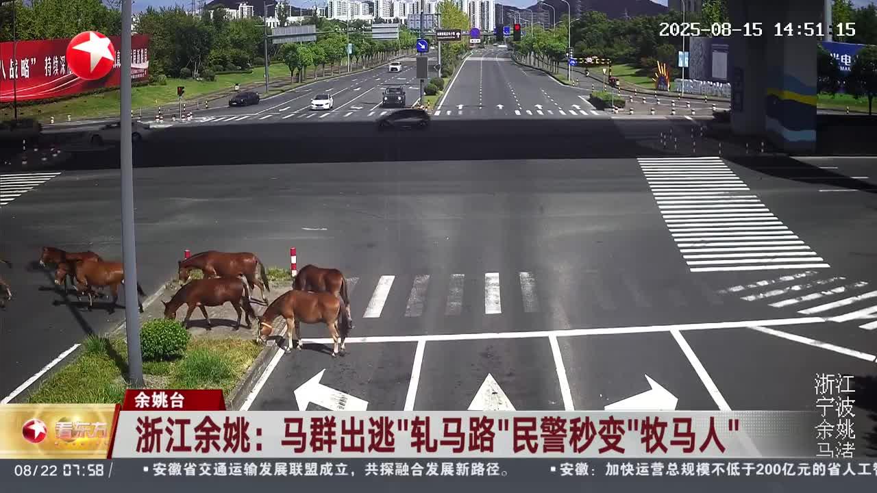 浙江余姚：马群出逃“轧马路”民警秒变“牧马人”