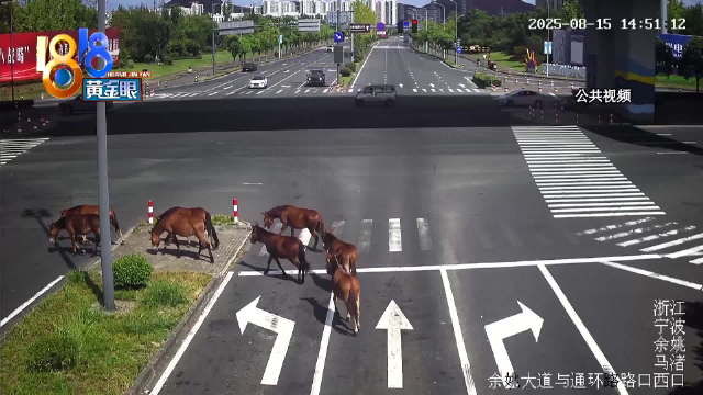 马群出逃轧马路民警变牧马人